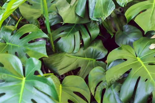 Preview: Tropical monstera leaves nature background, jungle foliage