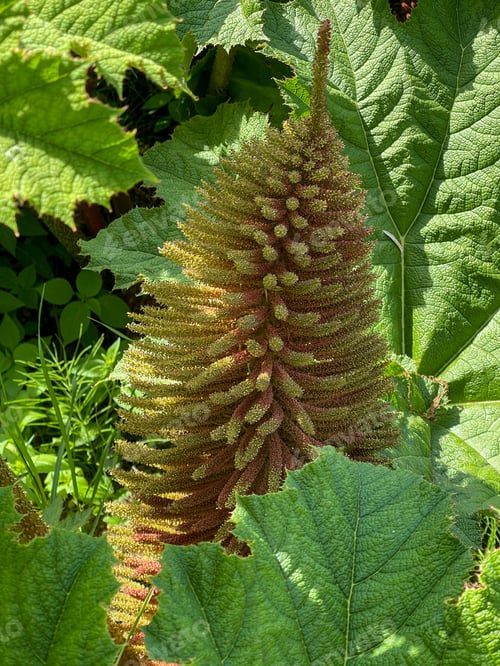 Preview: Close-up of a lush green plant with unique flower spike.