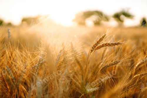 Vista previa: Sunset wheat golden field in the evening. Growth nature harvest. Agriculture farm.