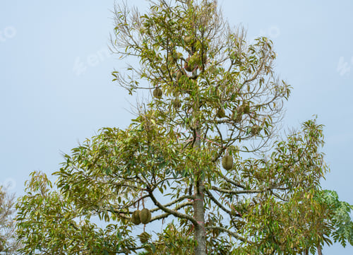 Preview: Durian the king of fruits in Asia, Durian fruit on tree in durian farm.