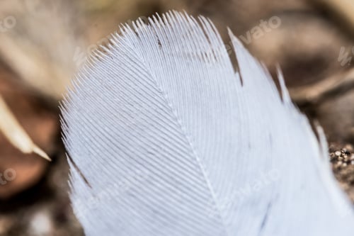 Preview: Selective focus shot of a white feather
