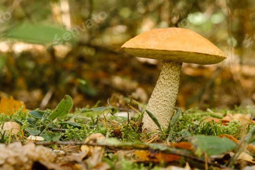 Preview: A large aspen mushroom with an orange cap grows in the autumn forest. Mushrooms in the forest.
