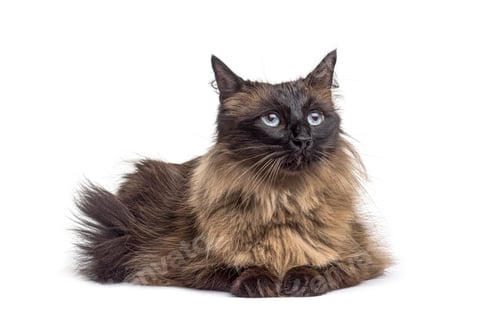 Preview: Lying down Crossbreed cat