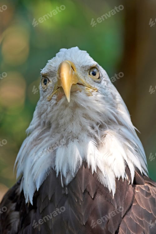 Preview: Bald eagle (Haliaeetus leucocephalus)