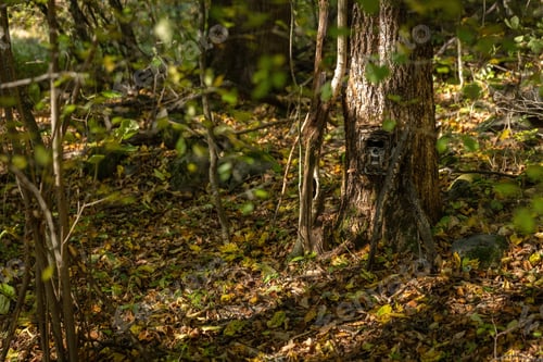Preview: Camouflaged camera trap attached to a tree in forest with copy space