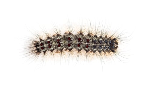 Preview: Overhead view of the Caterpillar of a Lymantria dispar, the gypsy moth against a white background