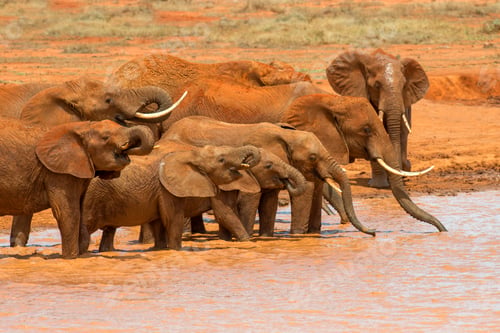 Preview: Elephant in water. National park of Kenya