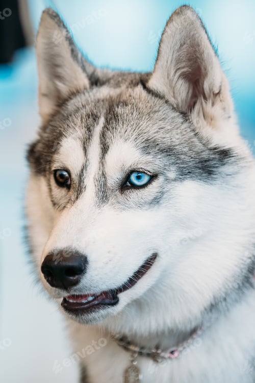 Preview: Close Up Head Young Husky Eskimo Dog With Multicolored Eyes