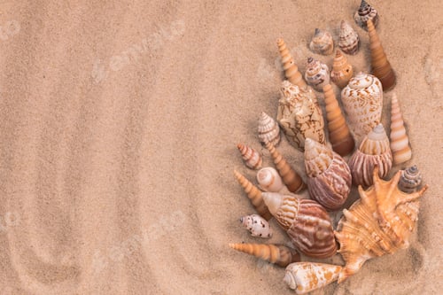Preview: beautiful beige seashells on the sand, background for travel advertising, lettering, text, banner