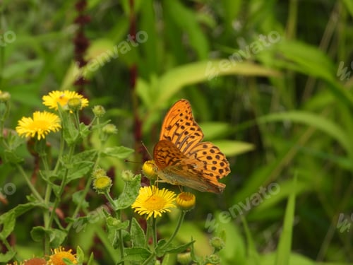 Preview: Colorful butterfly resting near yellow wildflowers in their natural habitat