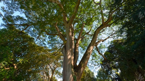 Preview: Beautiful trees in park on sunny summer day. Action. Beautiful soothing landscape of green park with