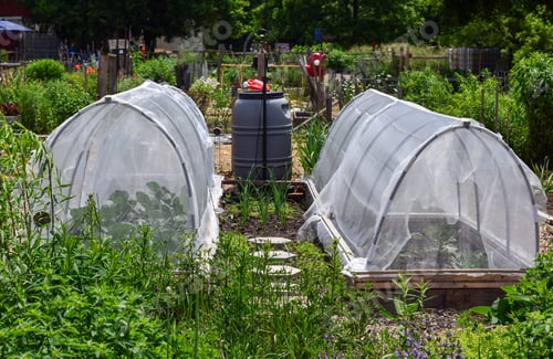 Preview: Two grow tunnels built with hoops and covered by netting to protect vegetable plants