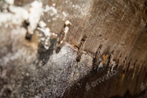 Preview: Closeup detail of the wooden texture