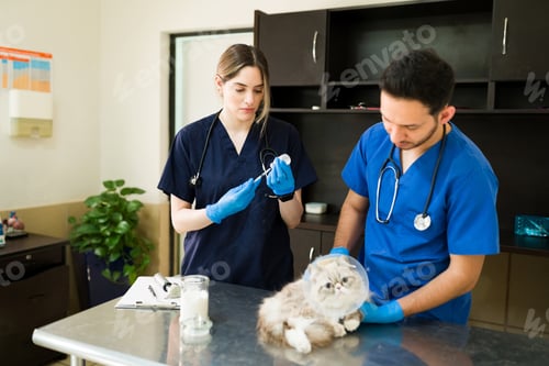 Preview: Caucasian Professional Vet Preparing A Syringe To Put A Vaccine To A White Persian Cat With A
