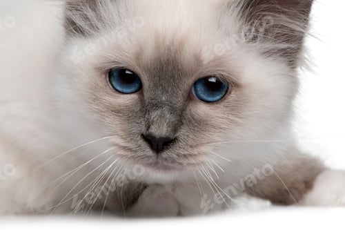 Preview: close up of a Birman kitten