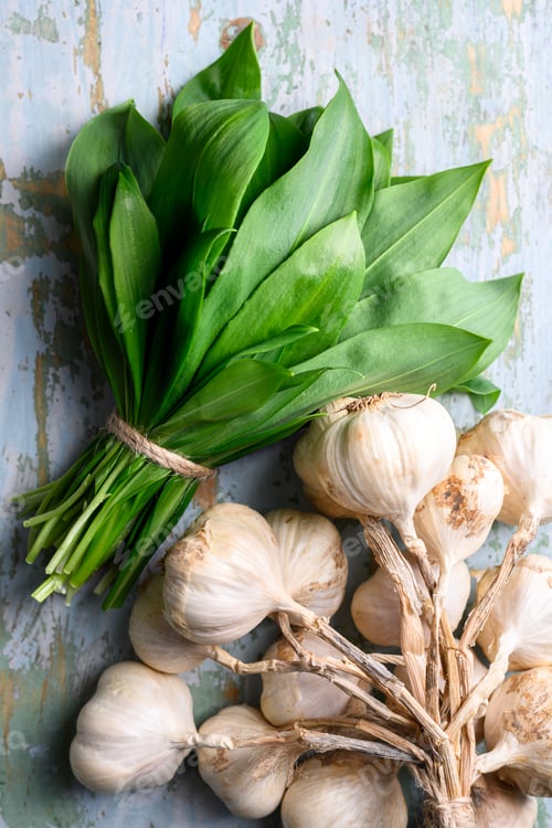 Bundled Wild Garlic and Garlic Bulbs Still Life