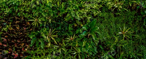 Preview: Nature green background, tropical leaf banner or floral forest concept. Herb wall,
