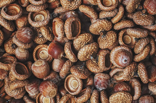 Preview: Background of autumn acorns. closeup. macro.