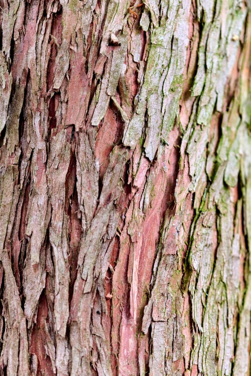 Vorschau: Nahaufnahme der texturierten Baumrinde von Taxodium distichum mit natürlichen Schälschichten