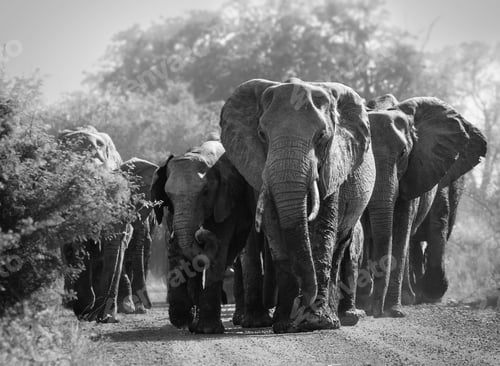 Preview: Close-up of a herd of African elephants walking single-file along a dirt road.