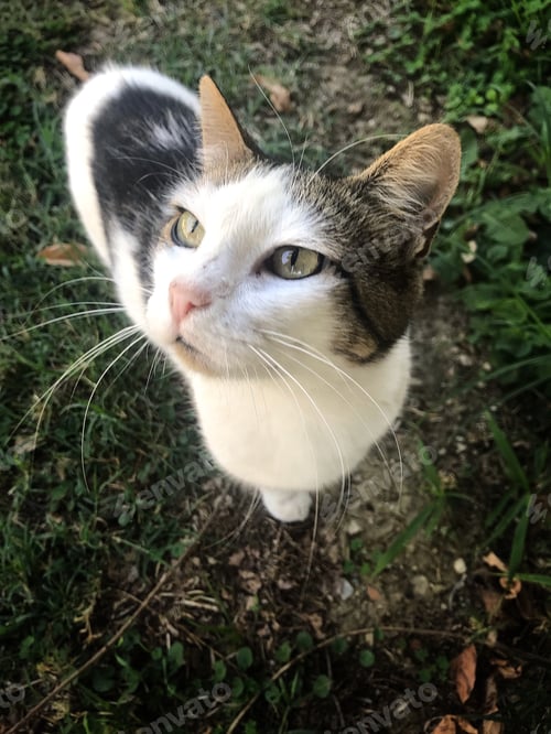 Preview: Cute cat