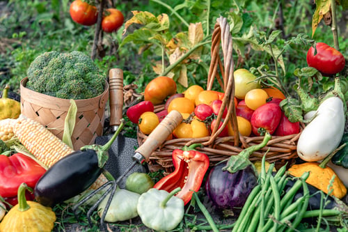 Preview: Composition of fresh vegetables on blurred vegetable garden background.