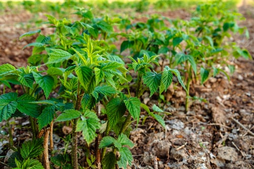 Preview: Unripe raspberry fields