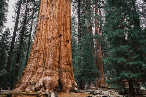 Preview: Giant sequoia trees towering above the ground in Sequoia National Park, California on a foggy