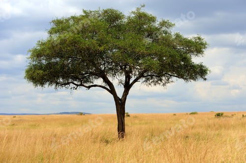 Preview: Landscape with tree in Africa
