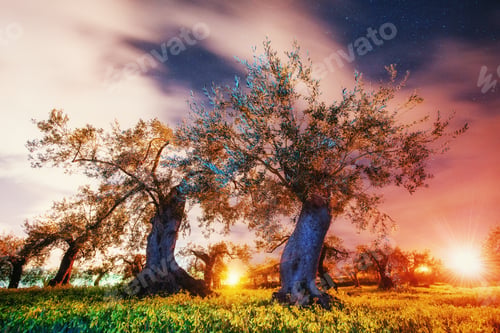 Preview: Fantastic views of the garden and the starry sky