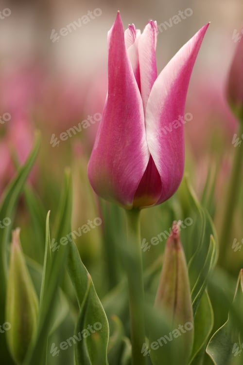Preview: Tulip