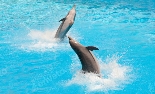 Preview: Dolphins