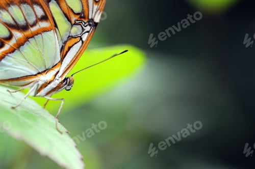 Preview: Butterfly