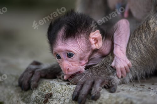 Preview: Crab eating macaque, Macaca fascicularis Mother and a baby