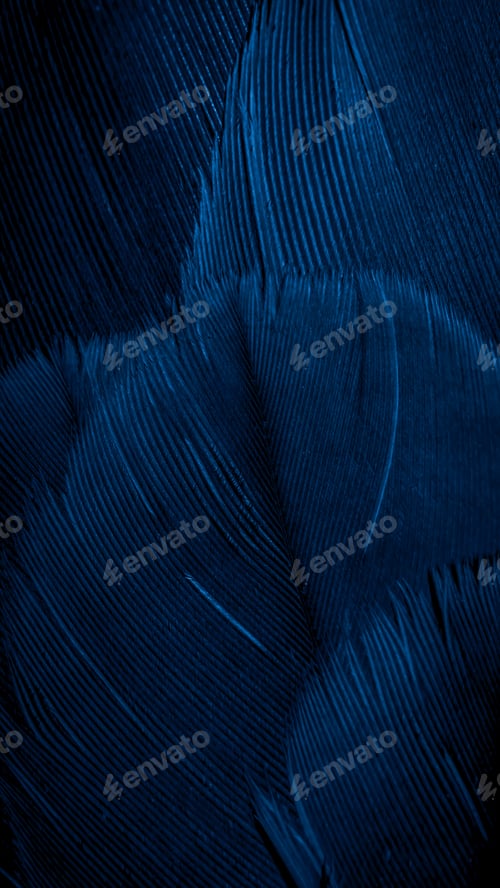 Preview: blue hawk feathers with visible detail. background or texture