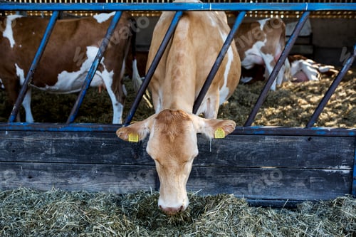 Preview: Guernsey cows in a barn, feeding on hay.