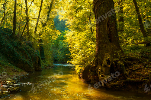 Preview: Flowing stream in autumn forest