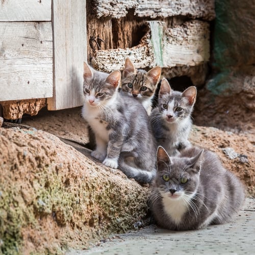 Preview: Homeless kittens with mom in Tuscany