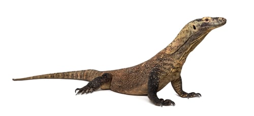 Preview: Komodo Dragon, isolated on white