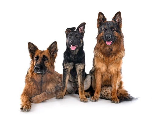 Preview: german shepherds in studio