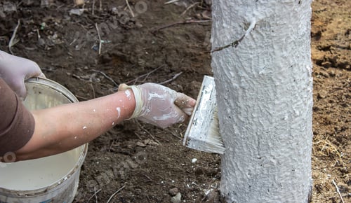 Preview: Girl whitewashing a tree trunk in a spring garden. Whitewash of spring trees