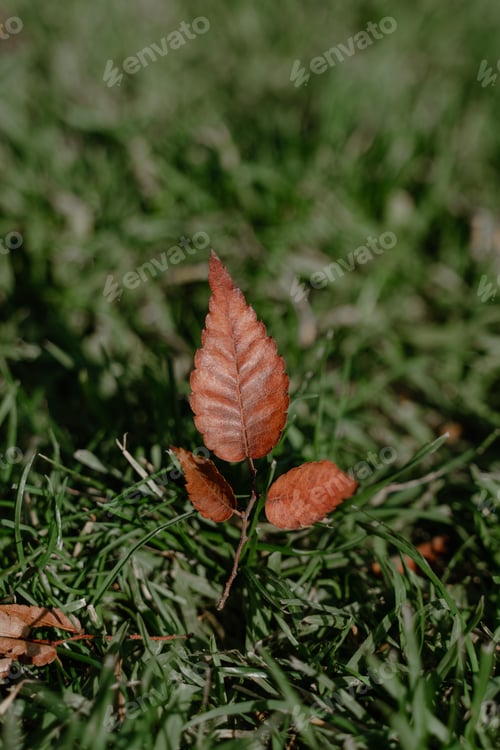 Preview: Hojas de otoño