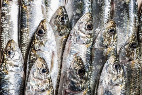 Preview: Raw fish, full frame