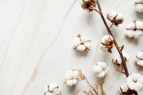 Preview: Beautiful cotton branch on marble background with copy space