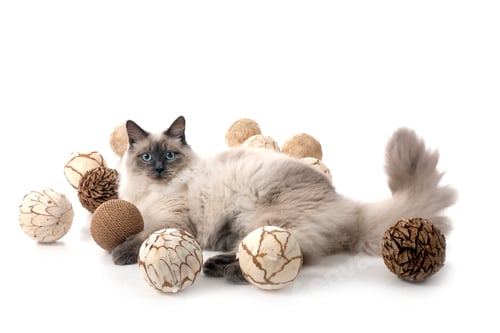 Preview: siberian cat in studio