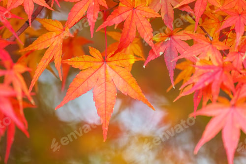 Preview: Red maple tree