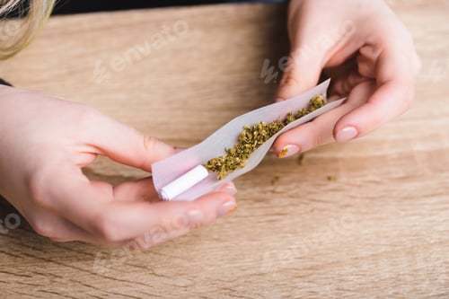 Preview: cropped view of girl rolling joint with medical cannabis