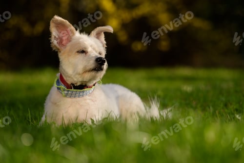 Preview: Cute white dog