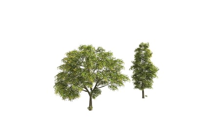 Preview: Paired trees with contrasting canopy density