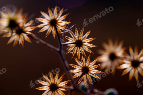 Preview: Close up grass flower, Nature background in the morning
